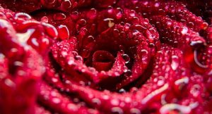 Lorem ipsum dolor sit amet consectetur