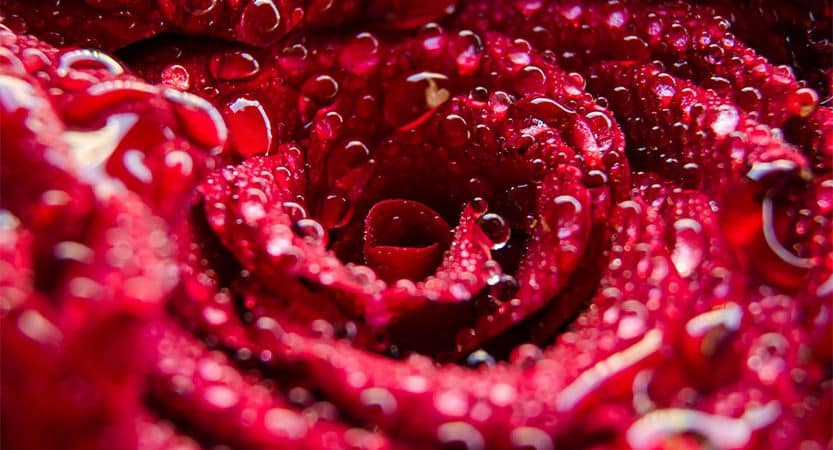 Lorem ipsum dolor sit amet consectetur