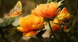 Quis ligula lacinia aliquet mauris ipsum